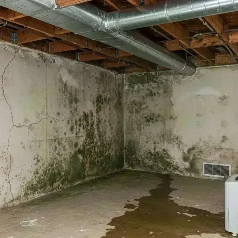 Professional Mold Removal in Platte City, MO